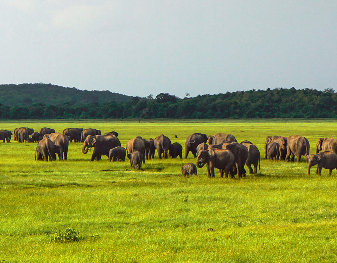 Elephant gethering feu