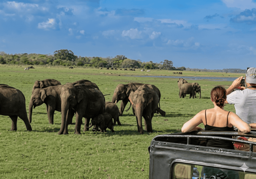 minneriya elephant gathering - best outdoor activities in Sigiriya